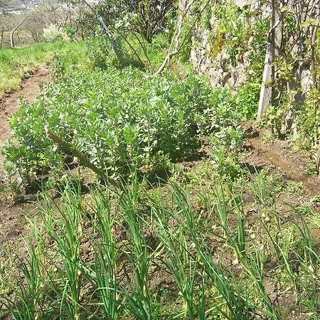 게스트하우스 Casa Do Almocreve 3*